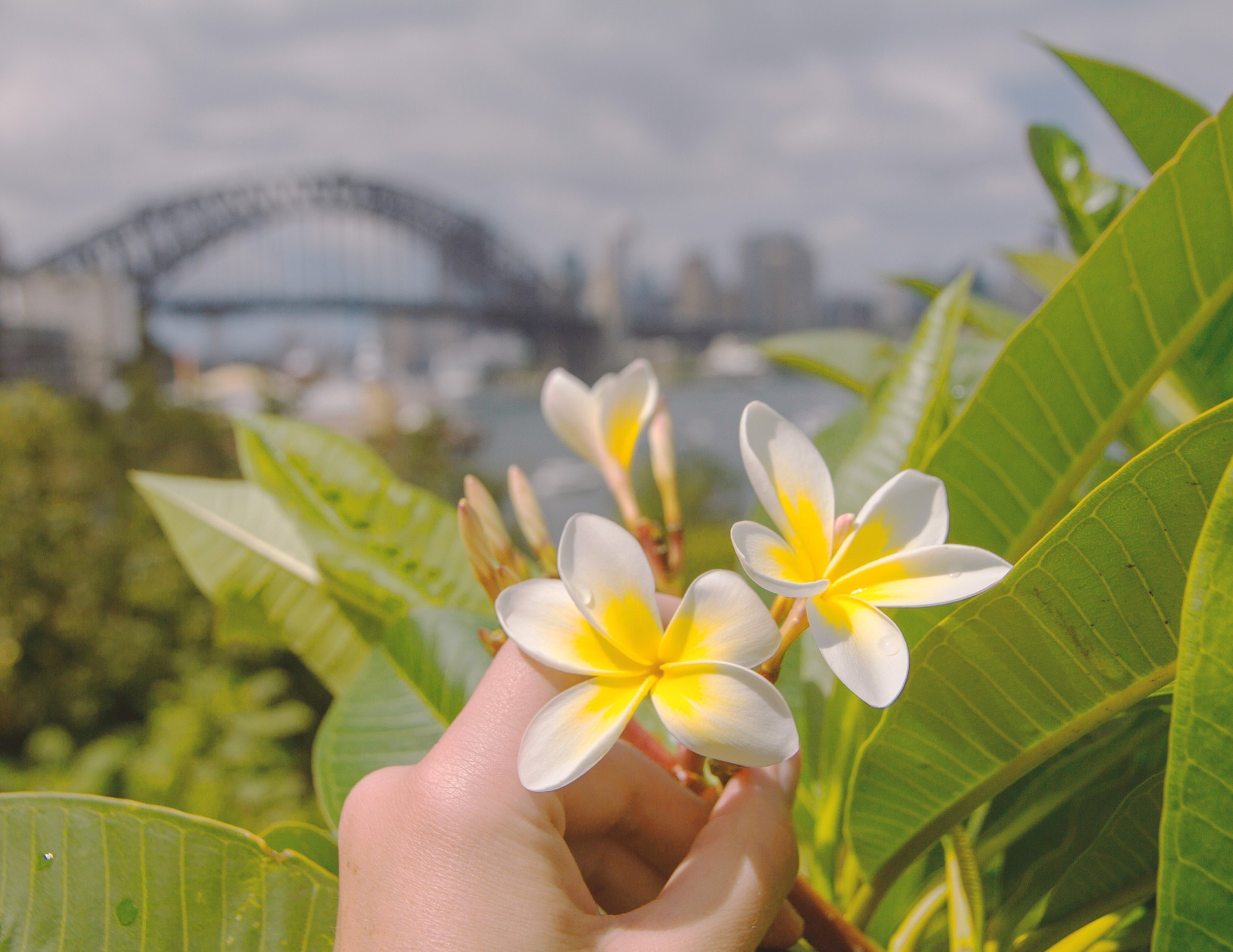 Een hand met witte en gele frangipanibloemen, met op de achtergrond de Sydney Harbour Bridge, New South Wales, Australië