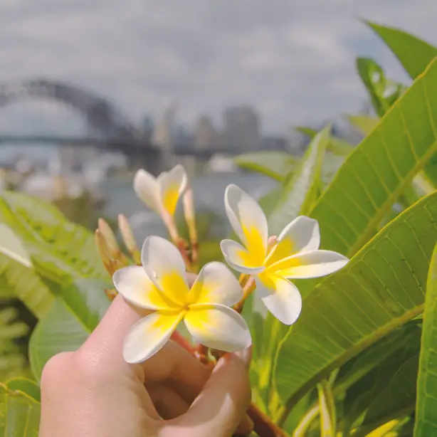 Een hand met witte en gele frangipanibloemen, met op de achtergrond de Sydney Harbour Bridge, New South Wales, Australië