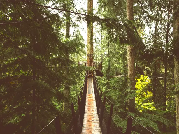 Schmaler Baumwipfelpfad führt durch den Wald im Lynn Canyon Park, Kanada
