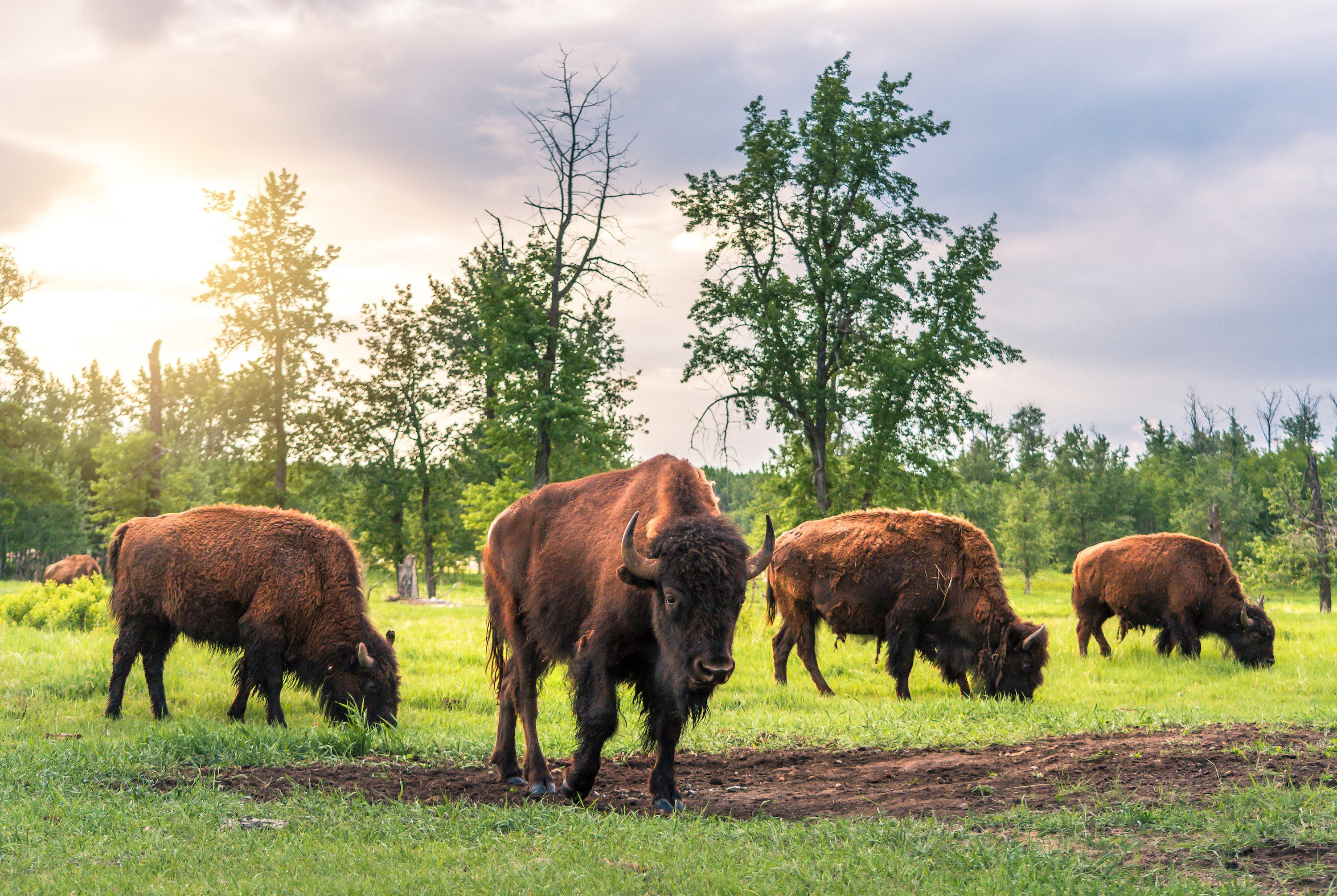 Elk Island Nationalpark Alberta