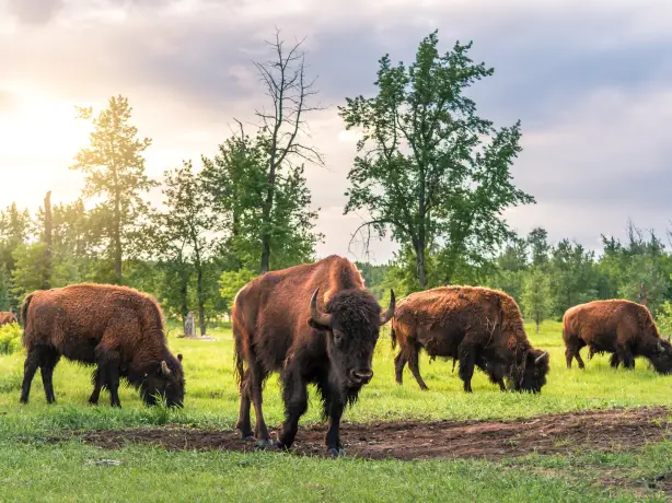 Elk Island Nationalpark Alberta