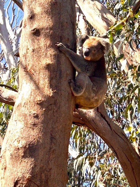 Australien Neuseeland Kunden feedback