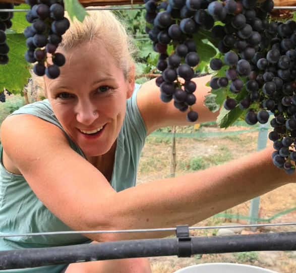 Blonde Frau pflückt blaue Trauben und lacht