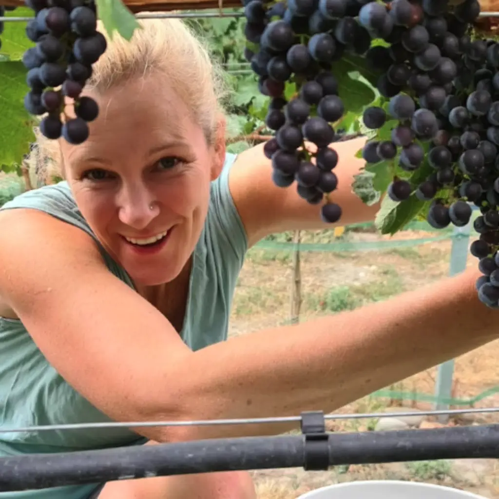 Blonde Frau pflückt blaue Trauben und lacht