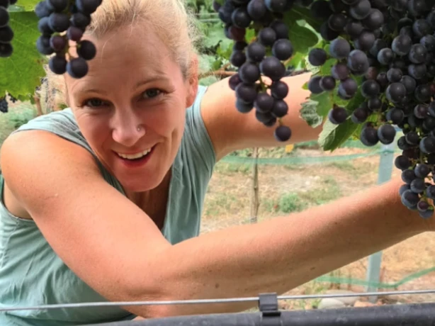 Blonde Frau pflückt blaue Trauben und lacht