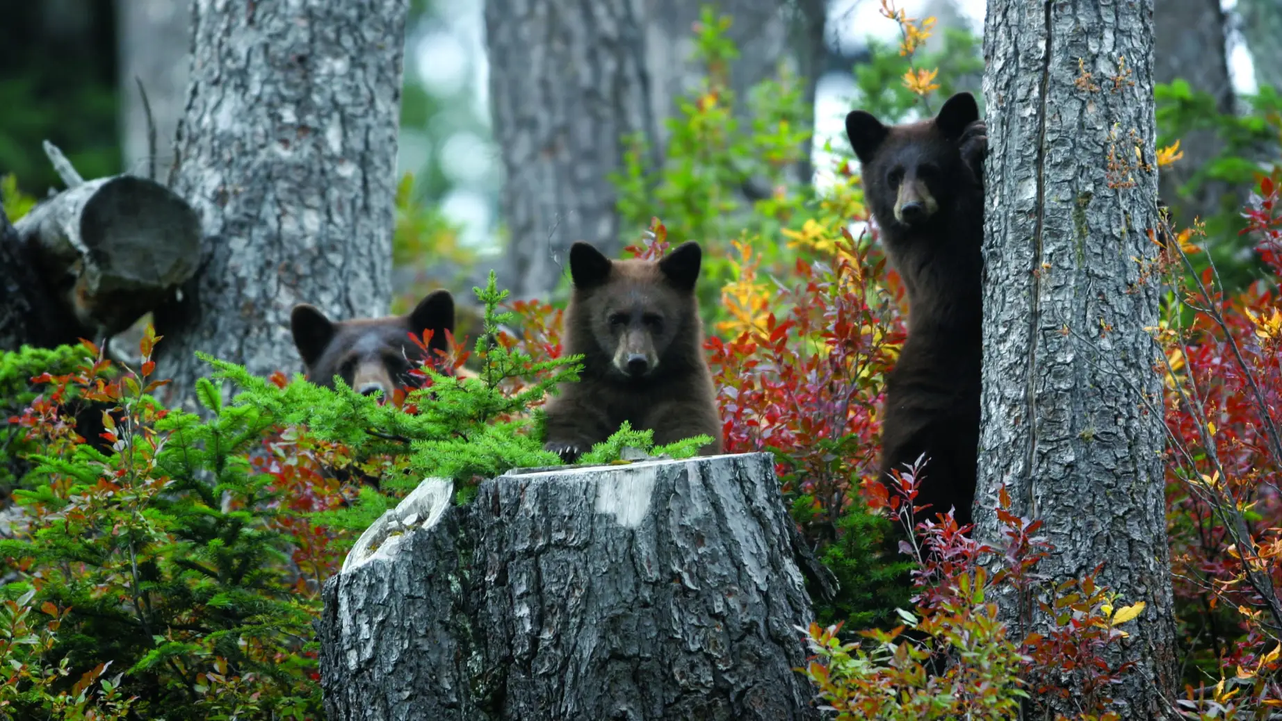 Can whistler bears trees