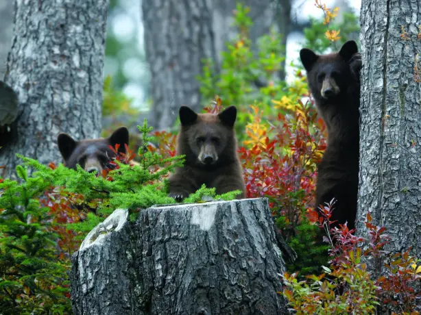 Can whistler bears trees