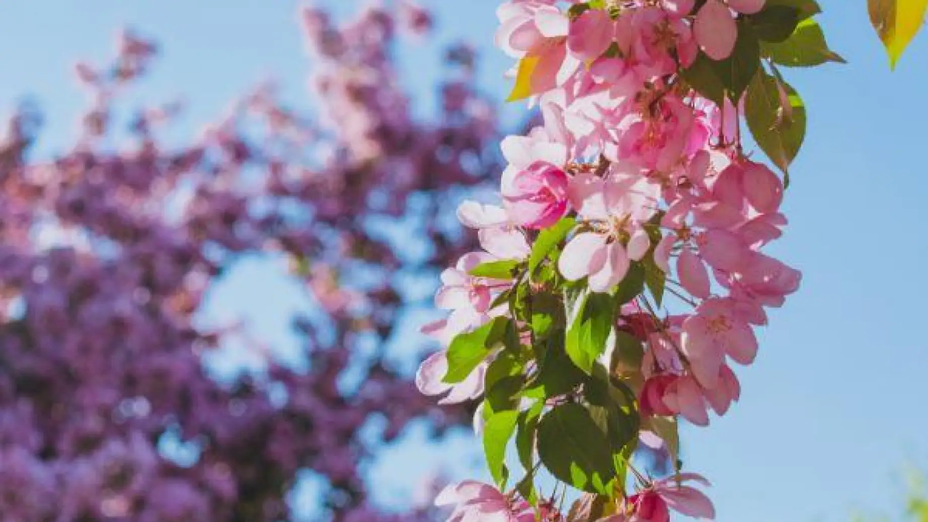 Canada spring in ottawa
