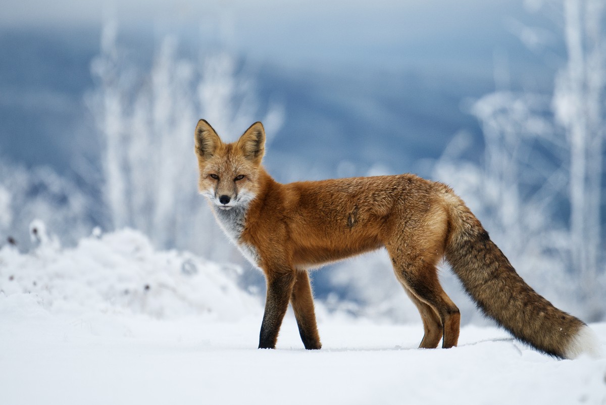 ca_red fox near fort nelson_northern rockies and alaska highway_wildlife