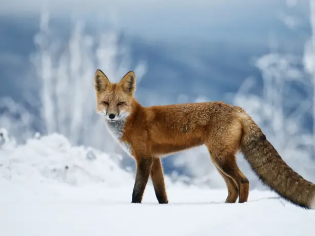 ca_red fox near fort nelson_northern rockies and alaska highway_wildlife