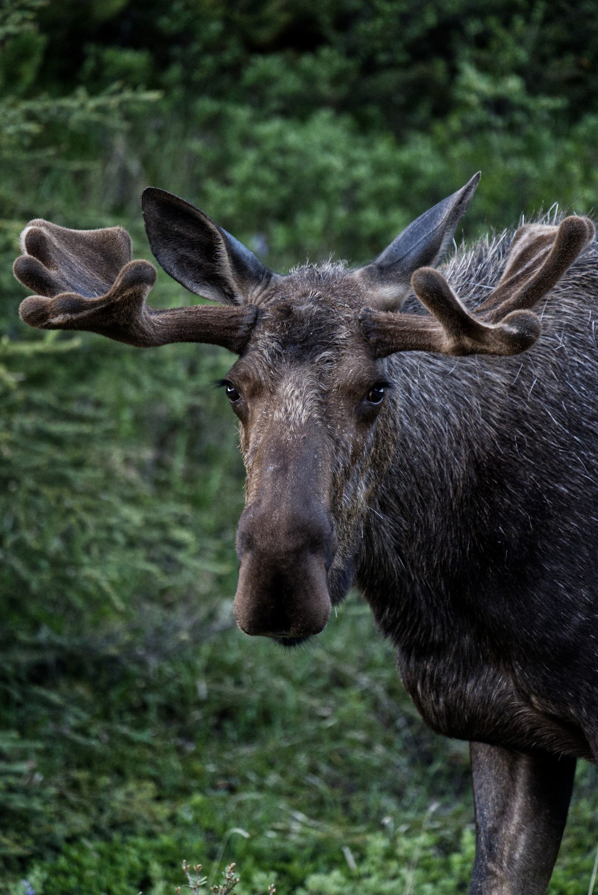 ca_wildlife_moose near fort nelson_northern rockies and alaska highway