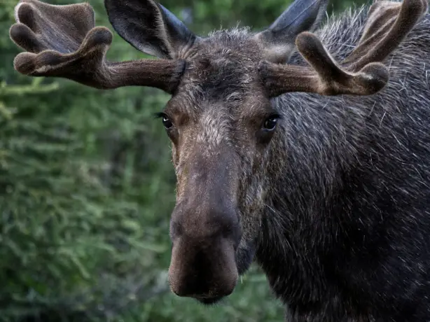 ca_wildlife_moose near fort nelson_northern rockies and alaska highway