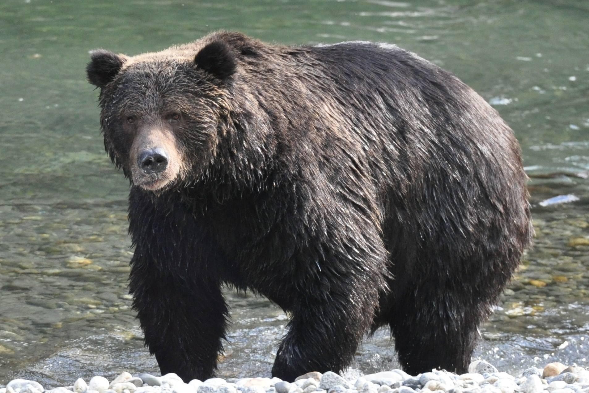 ca_klahoose wilderness resort_bear_wildlife