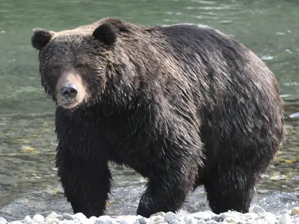 ca_klahoose wilderness resort_bear_wildlife