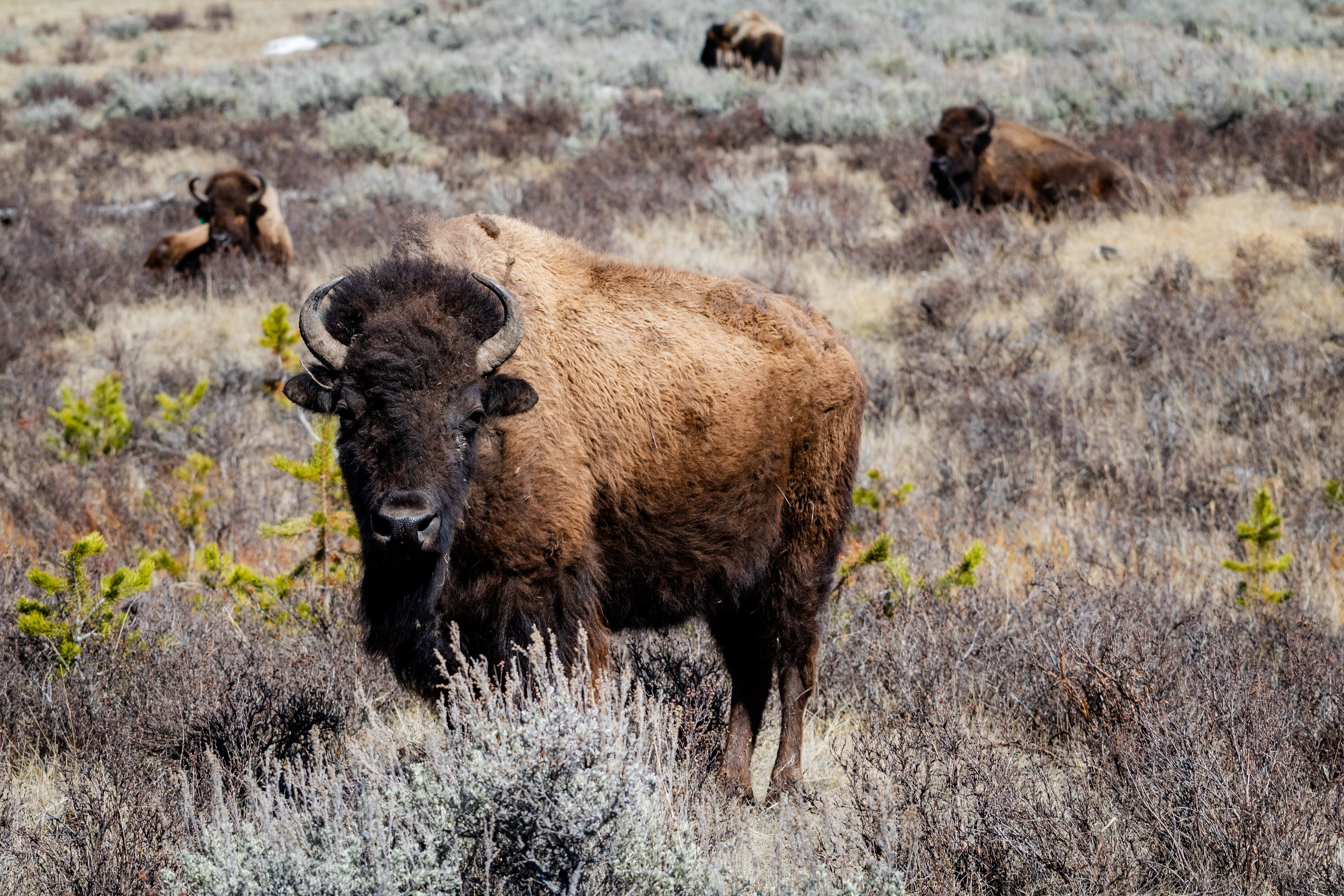 Bisonherde in Steppe in Nationalpark