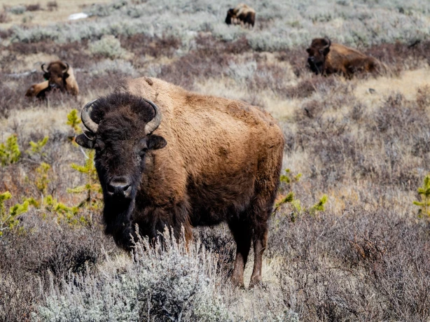 Bisonherde in Steppe in Nationalpark