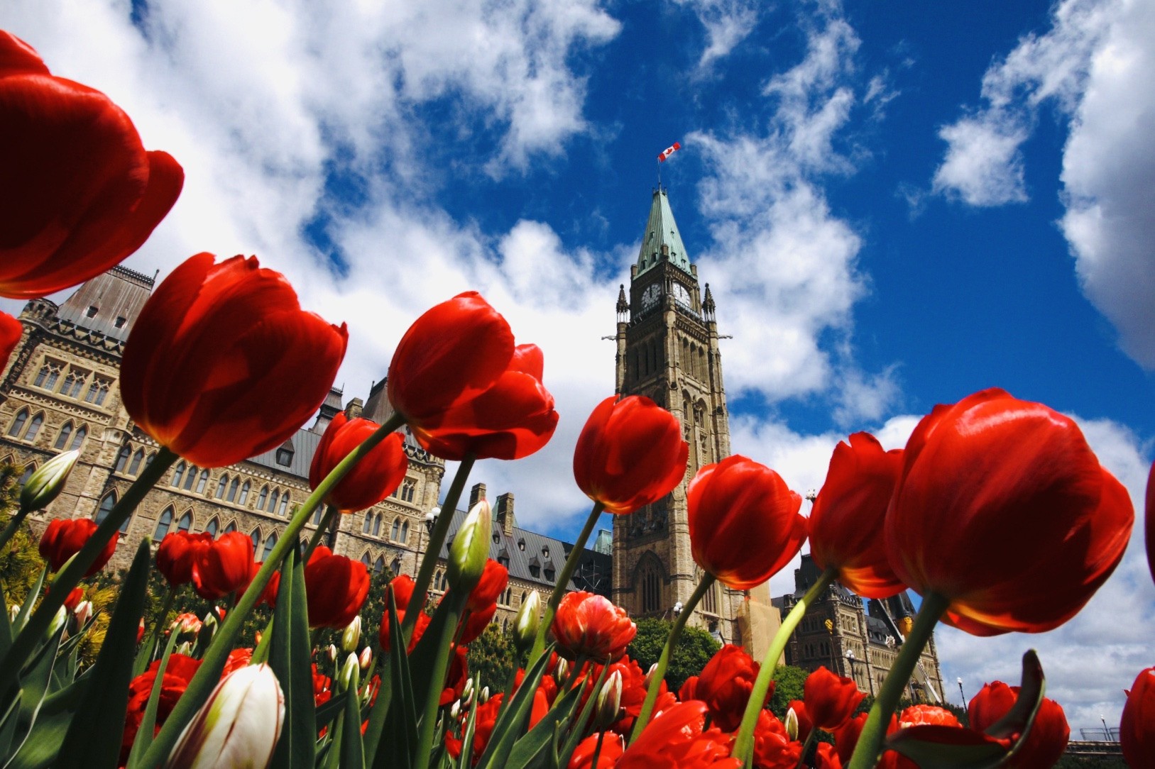 Im Vordergrund blühen rote Tulpen, im Hintergrund ist ein prächtiges Gebäude zu sehen – während des Frühlings-Tulpenfestivals in Ottawa