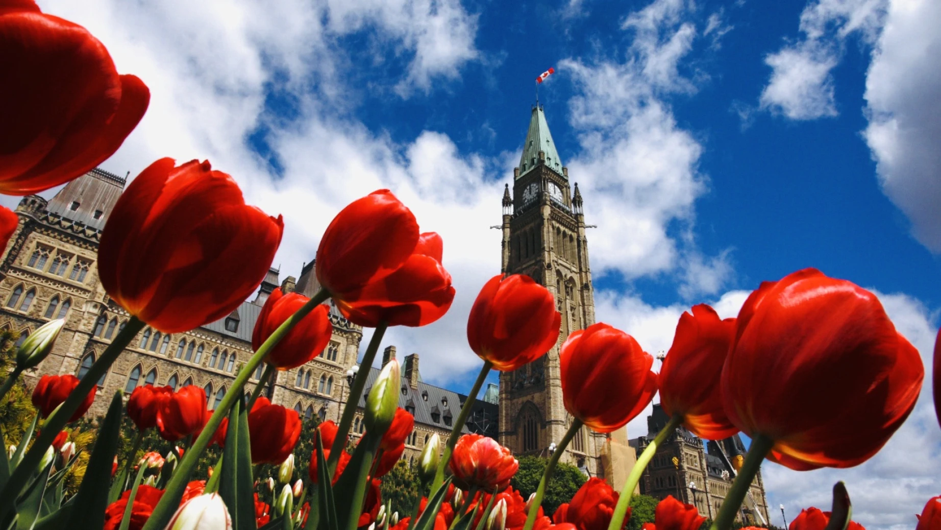Im Vordergrund blühen rote Tulpen, im Hintergrund ist ein prächtiges Gebäude zu sehen – während des Frühlings-Tulpenfestivals in Ottawa