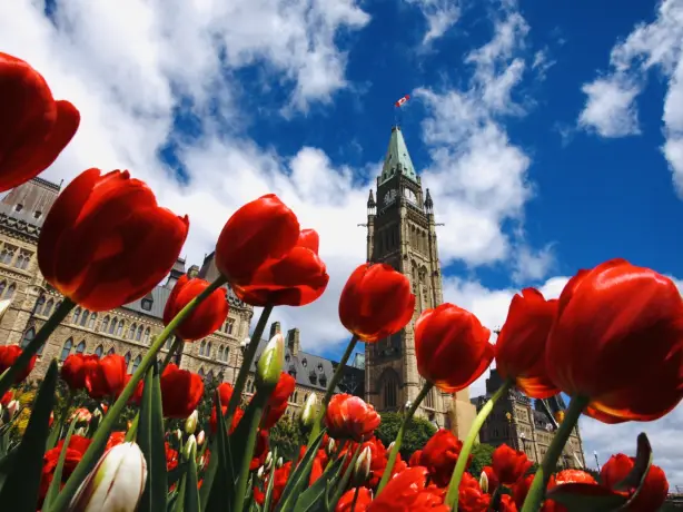 Red tulips bloom in the foreground with a grand building behind during Ottawa's spring tulip festival
