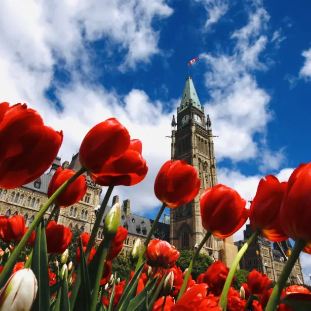Im Vordergrund blühen rote Tulpen, im Hintergrund ist ein prächtiges Gebäude zu sehen – während des Frühlings-Tulpenfestivals in Ottawa