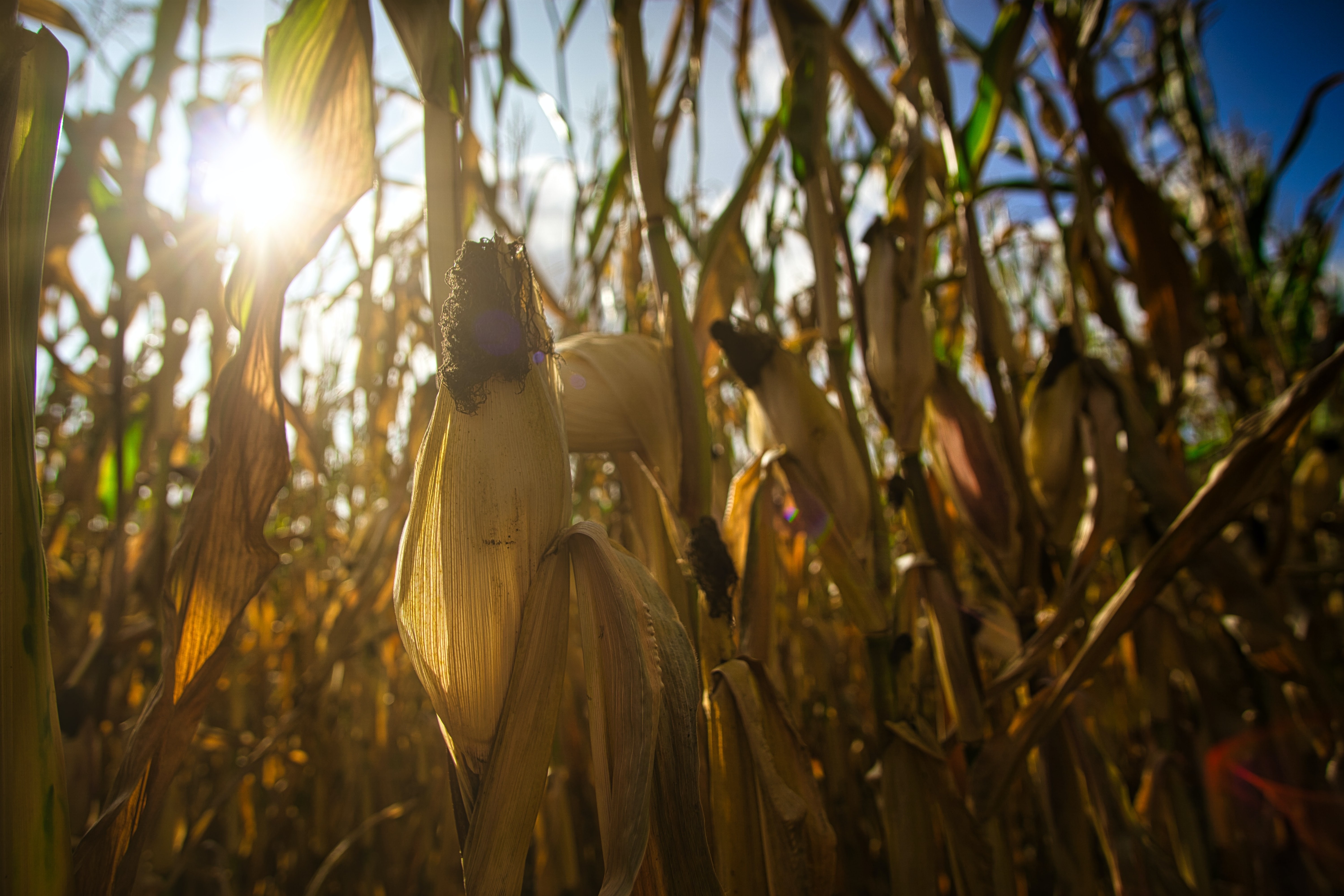 canada-food-farm-field-corn