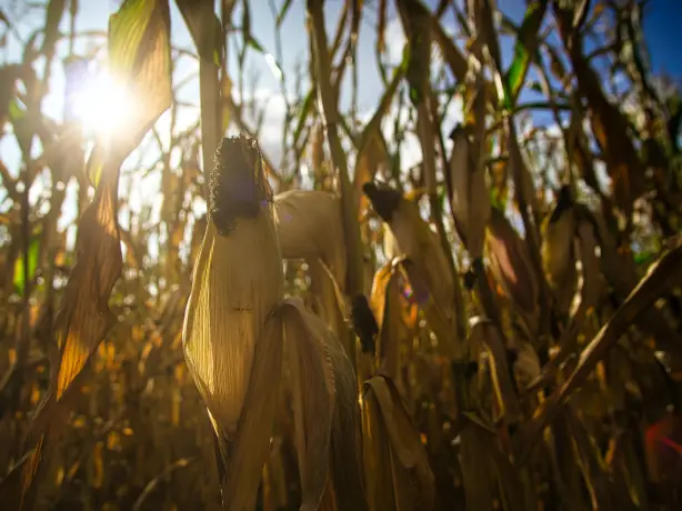 canada-food-farm-field-corn