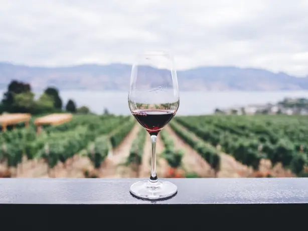 Glas Rotwein mit Weinreben im Hintergrund in Kanada