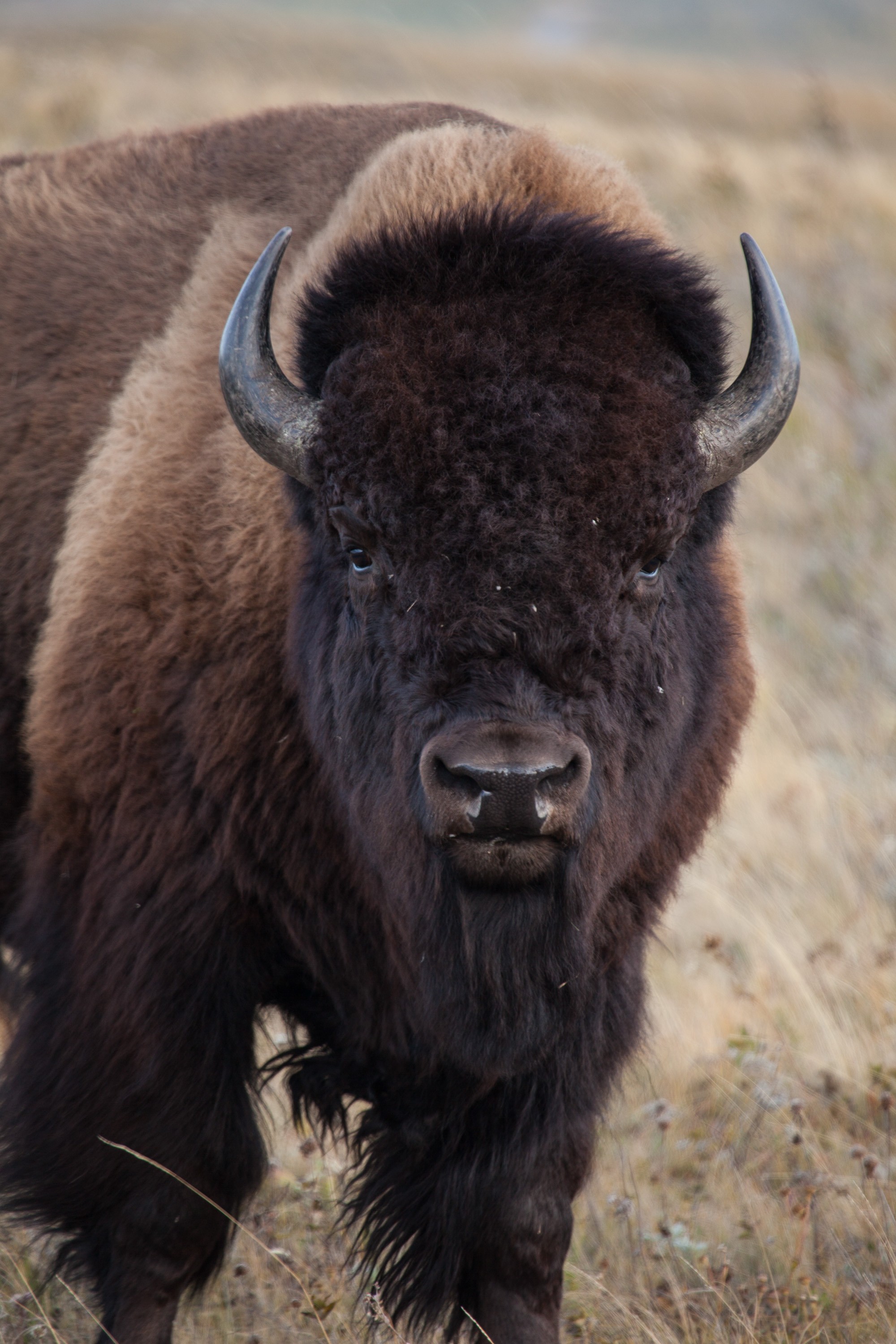 ca_waterton lakes national park_buffalo_wildlife
