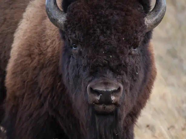 ca_waterton lakes national park_buffalo_wildlife