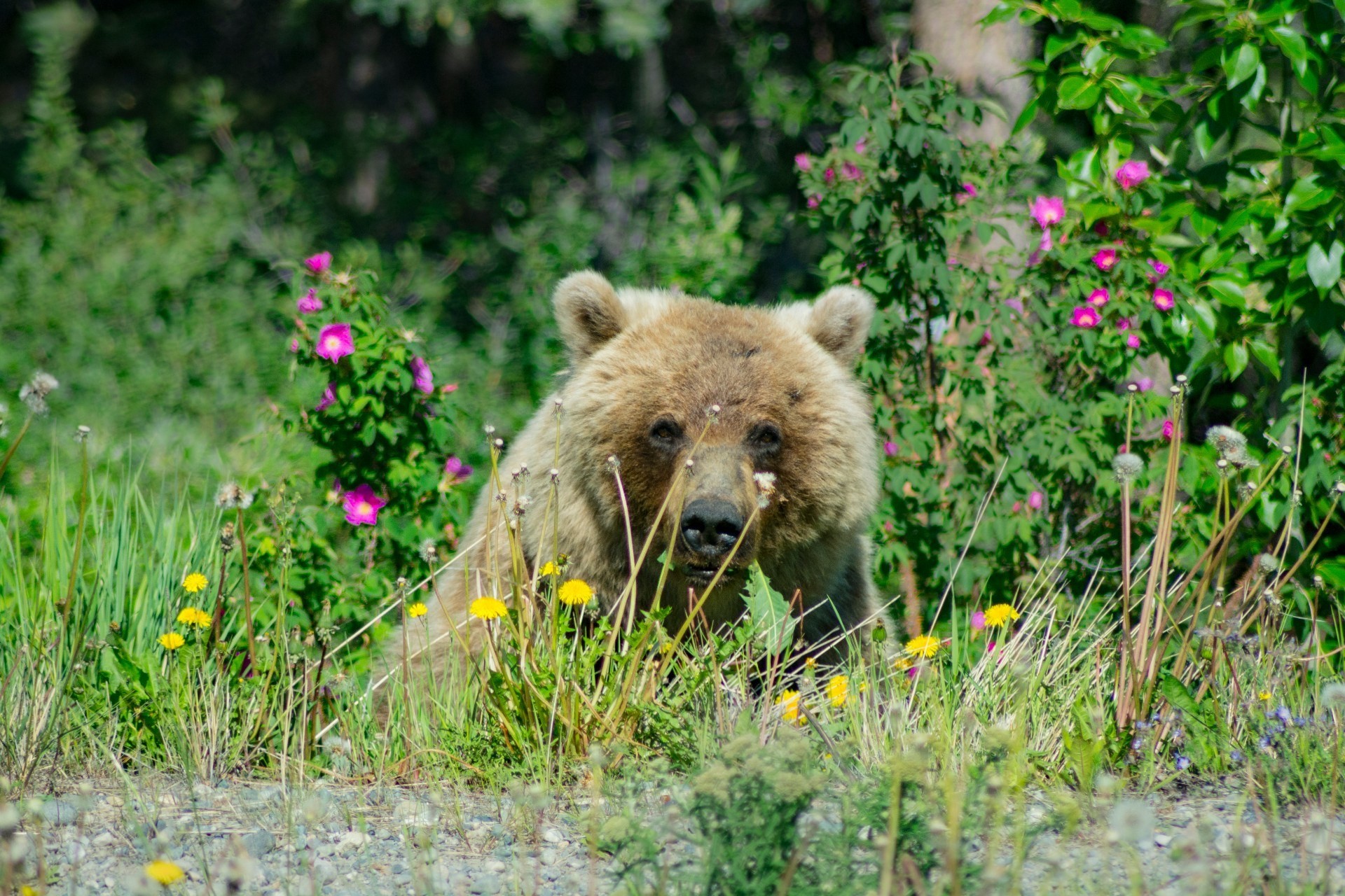 ca_yukon_girzzly bear_spring_alaska highway