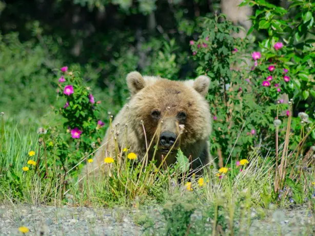 ca_yukon_girzzly bear_spring_alaska highway