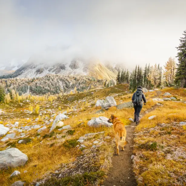 ca_autumn_ hike in jumbo Pass in the kootenay rockies_nature