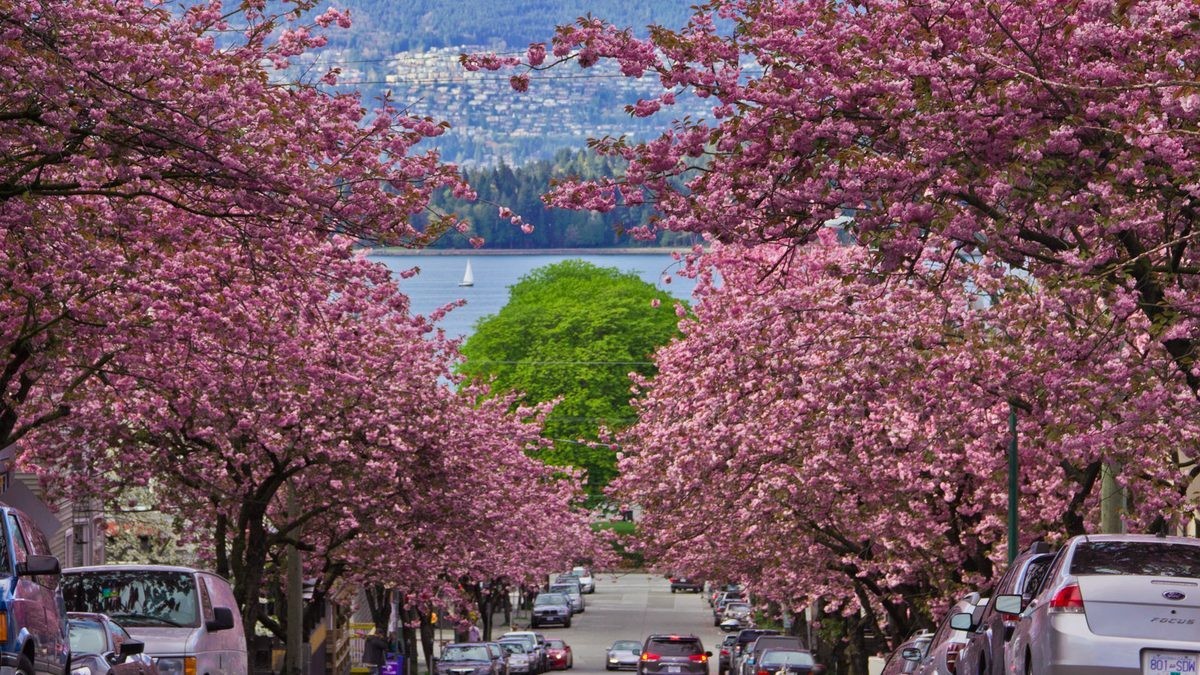 ca_vancouver_spring_cherry blossoms