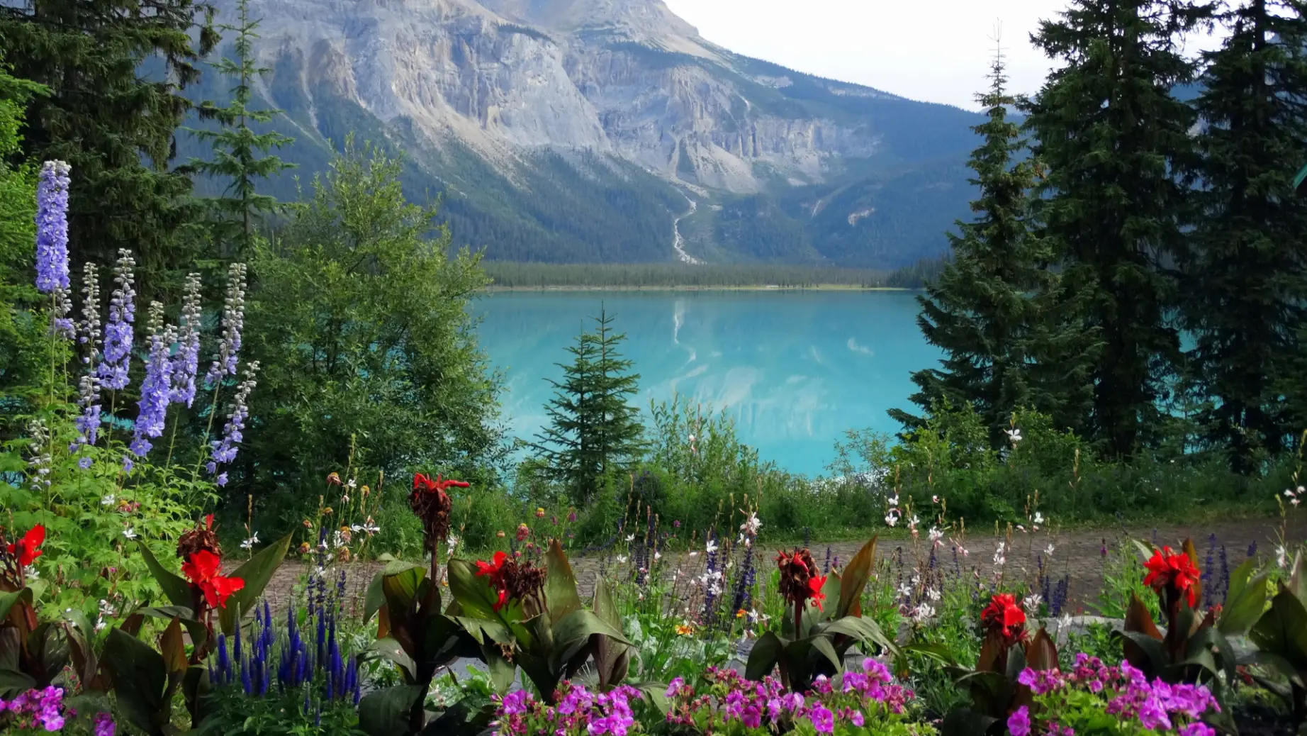 Frühlingsblumen vor einem blauen See in den kanadischen Rocky Mountains, Alberta