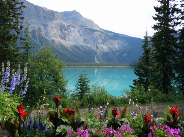 Frühlingsblumen vor einem blauen See in den kanadischen Rocky Mountains, Alberta