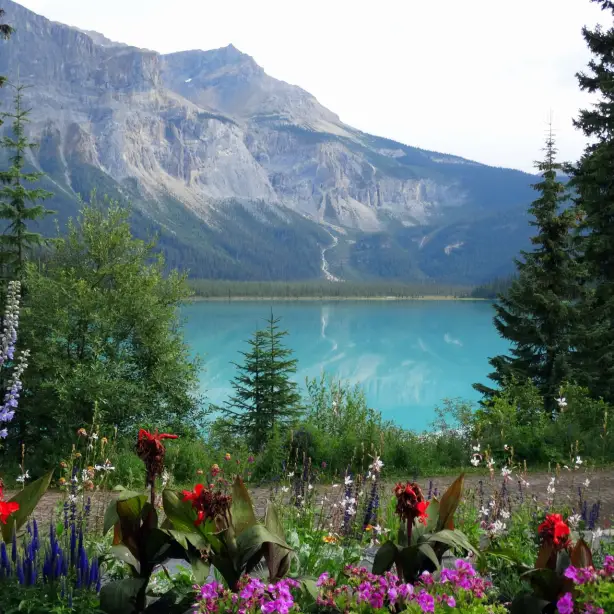 Frühlingsblumen vor einem blauen See in den kanadischen Rocky Mountains, Alberta