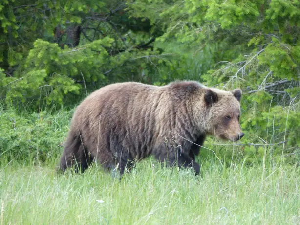 Grizzlybär läuft durch eine grüne Waldlichtung im Jasper National Park