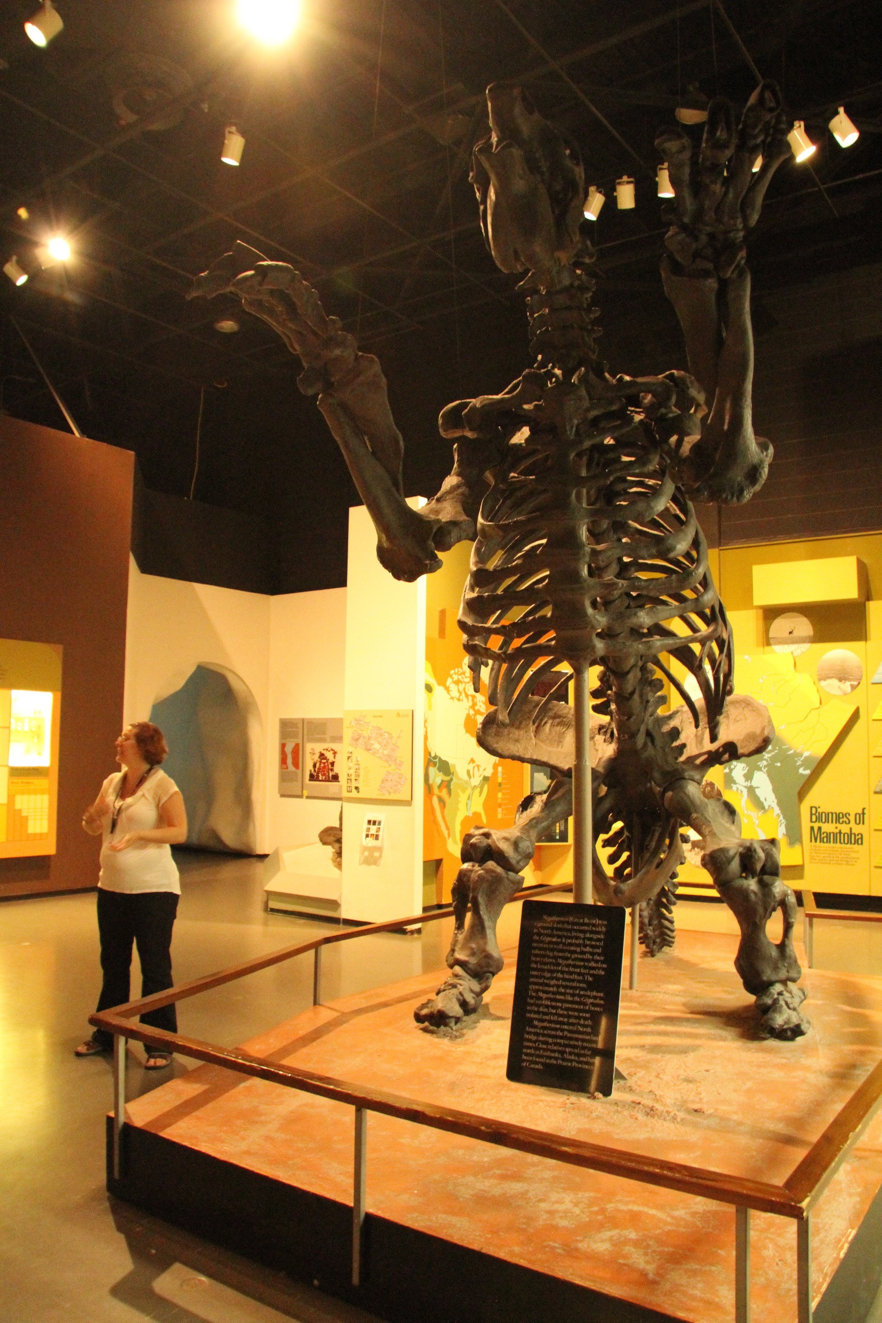 canada-museum-manitoba-bear-fossil