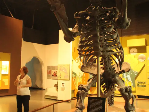 canada-museum-manitoba-bear-fossil