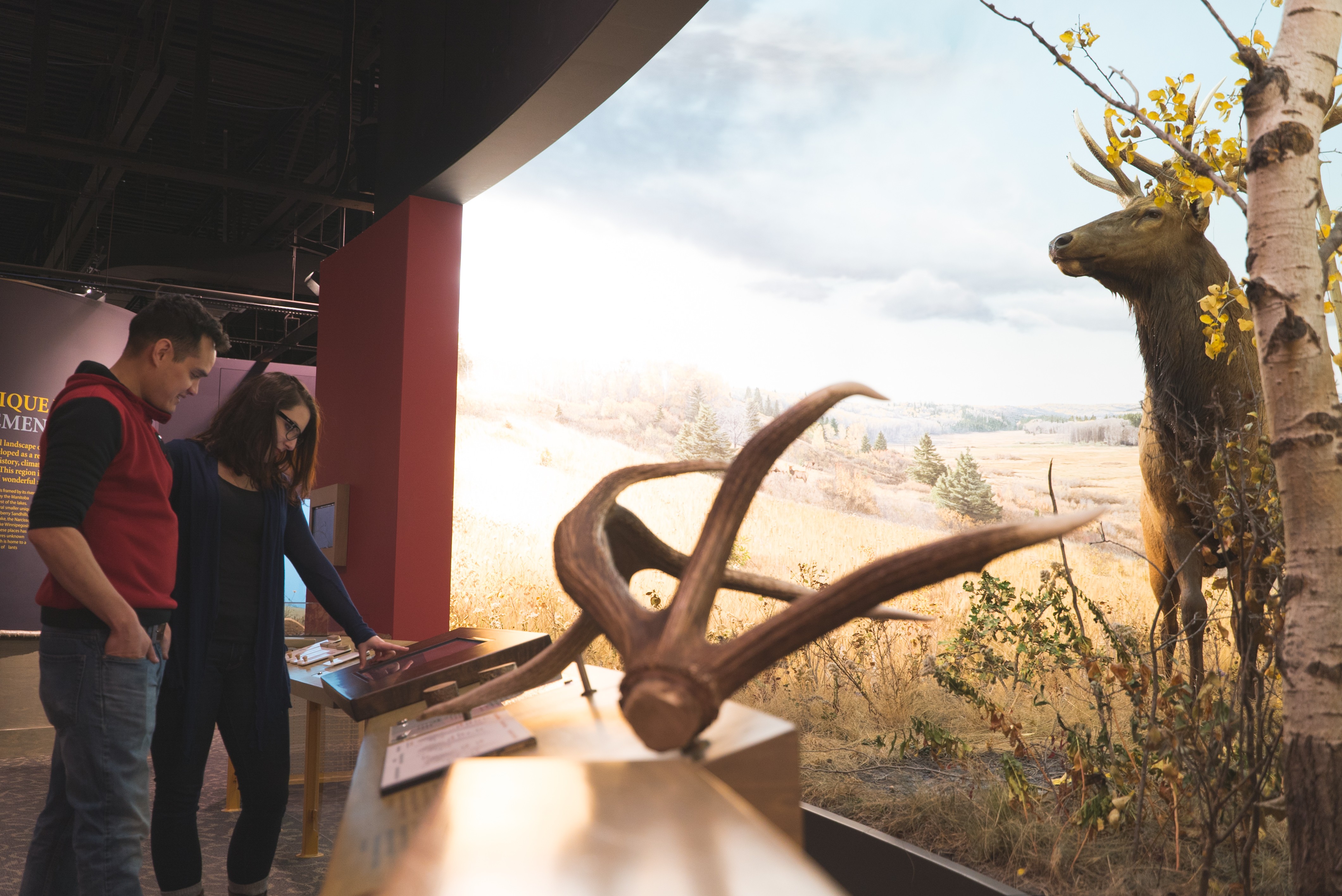 canada-museum-manitoba-deer-display