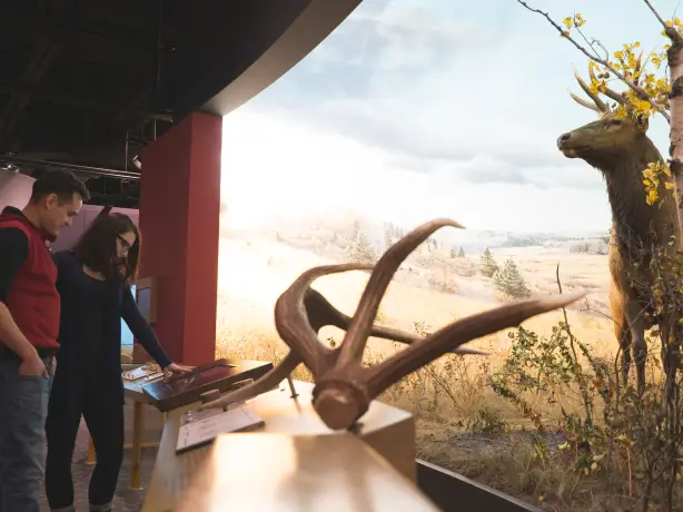canada-museum-manitoba-deer-display