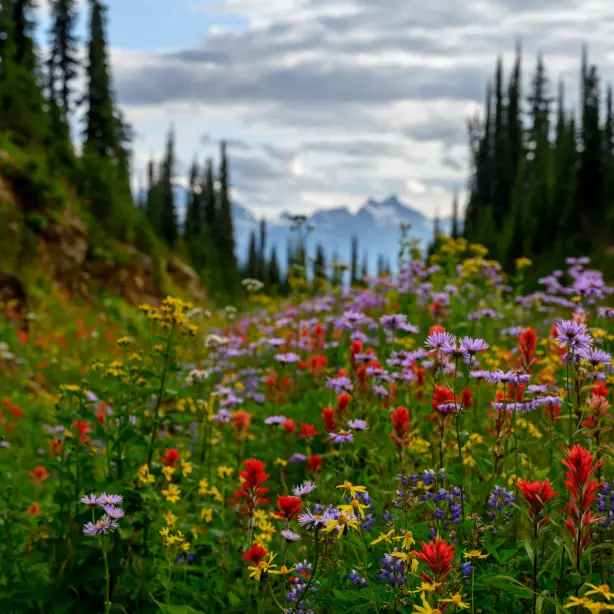 CA British Columbia Mount Revelstoke National Park wildflowers