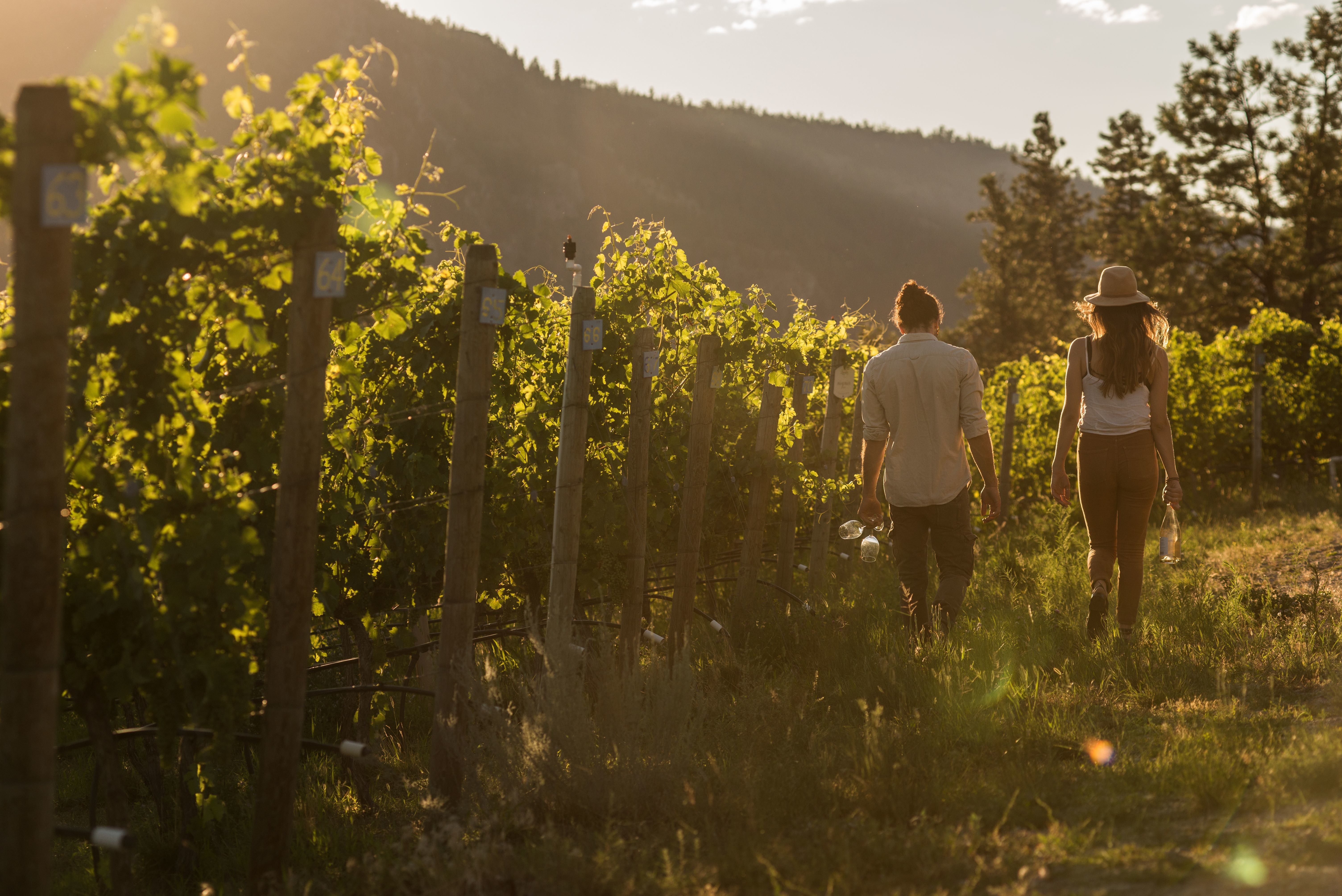 CA British Columbia Okanagan Valley Couple Walking in the Vineyards
