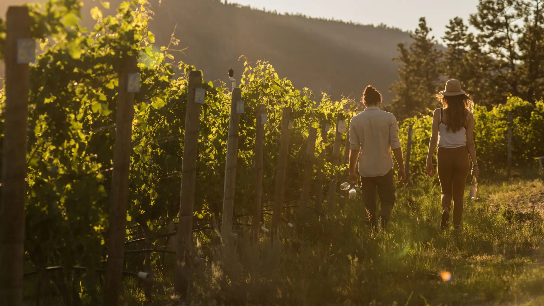 CA British Columbia Okanagan Valley Couple Walking in the Vineyards