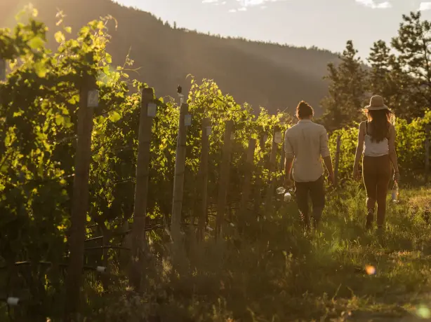 CA British Columbia Okanagan Valley Couple Walking in the Vineyards