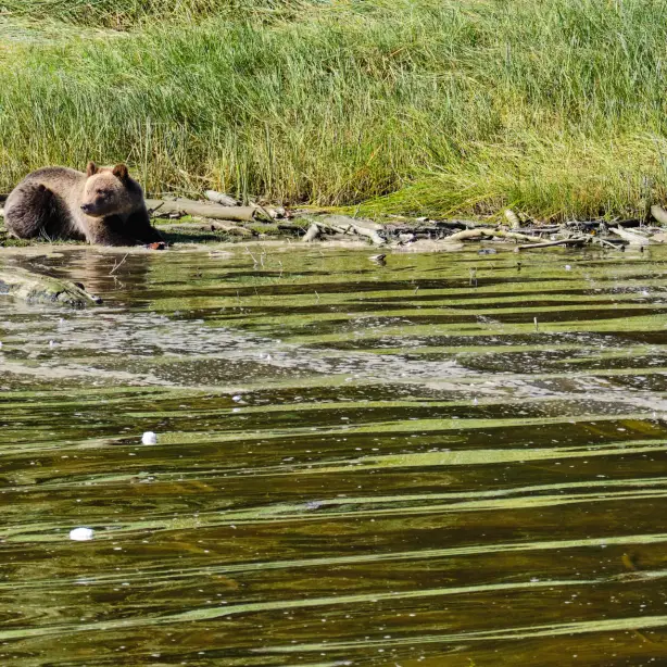 CA British Columbia Vancouver Island Telegraph Cove bear knight inlet