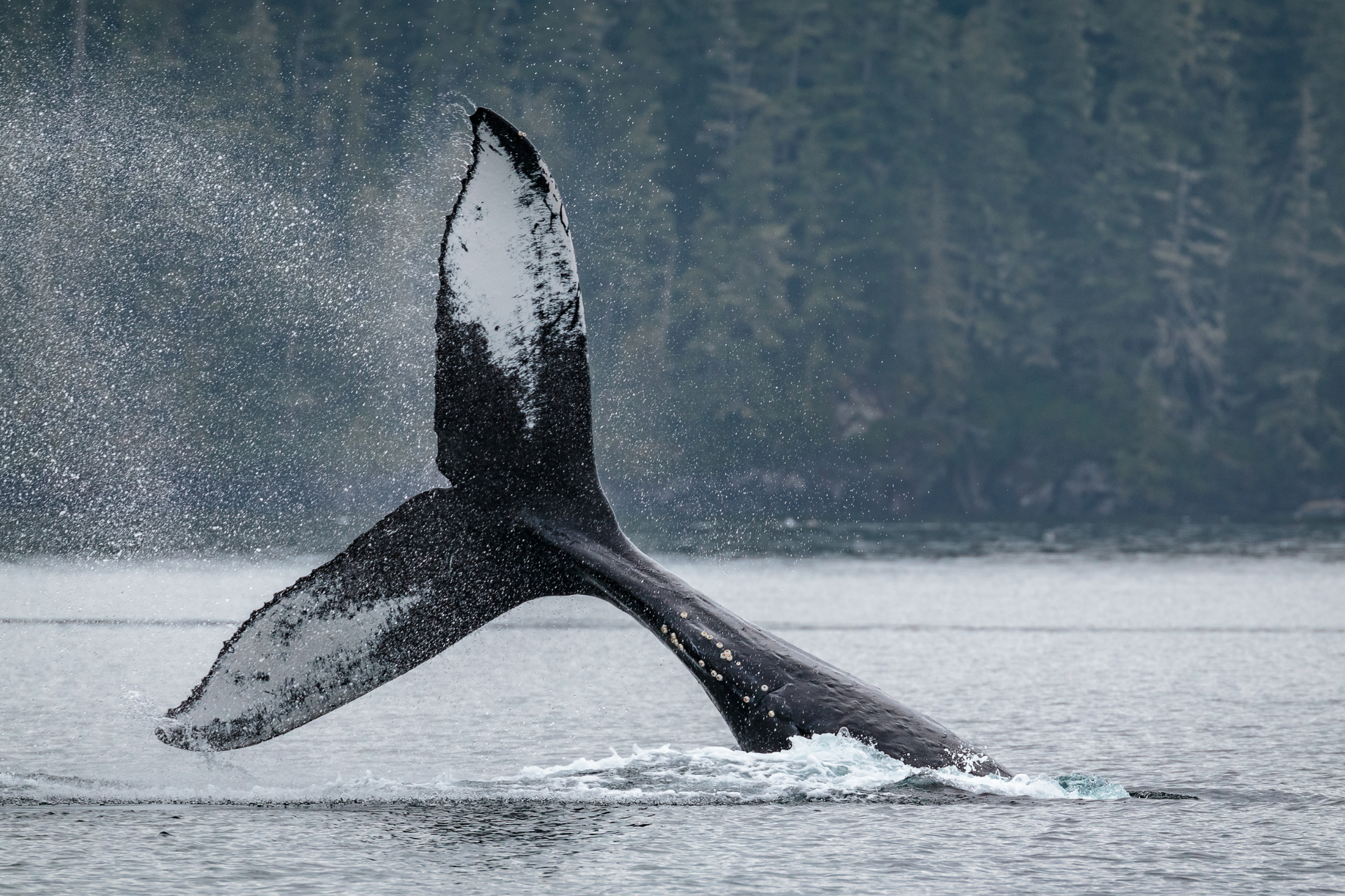 Walflosse kommt aus Wasser in Kanada