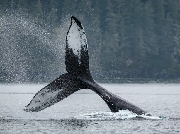 Walflosse kommt aus Wasser in Kanada