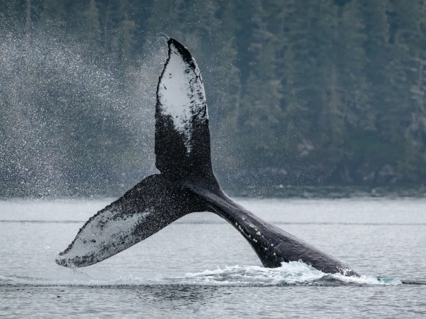 Walflosse kommt aus Wasser in Kanada