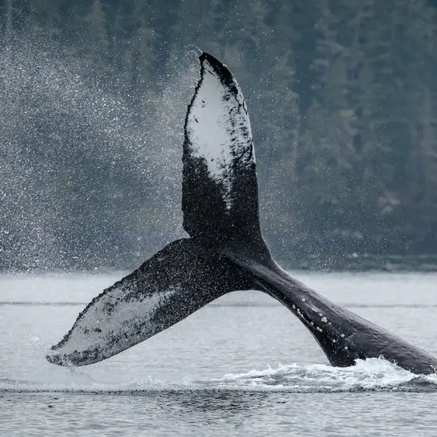 Walflosse kommt aus Wasser in Kanada